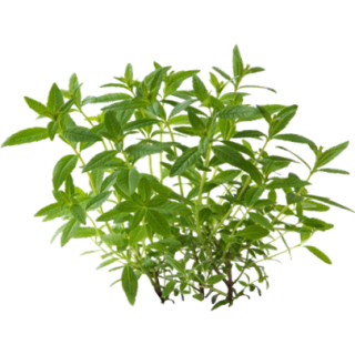 Verveine odorante