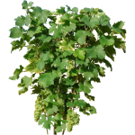 Vigne