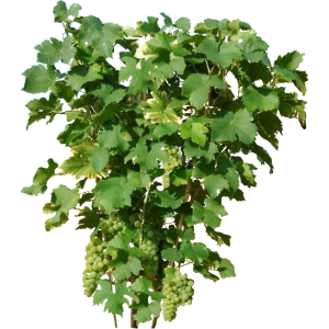 Vigne