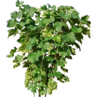 Vigne