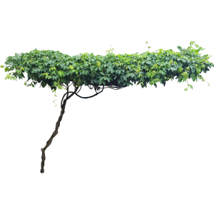 Vigne vierge