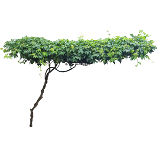 Vigne vierge