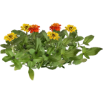 Zinnia