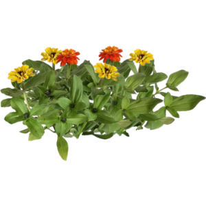 Zinnia