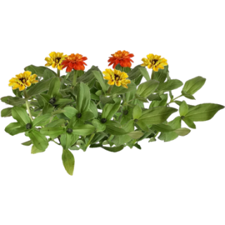 Zinnia
